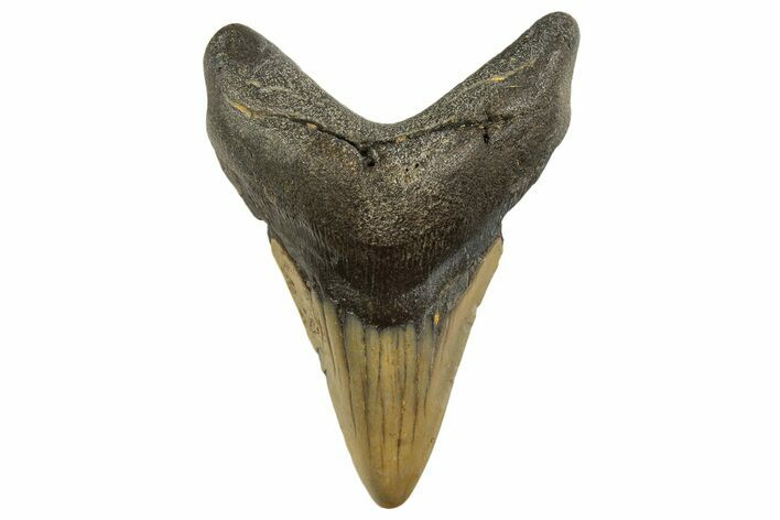 Fossil Megalodon Tooth - North Carolina #331628